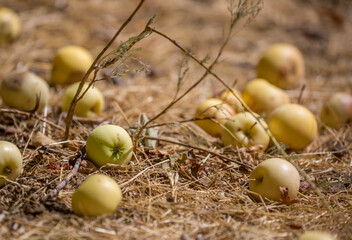 Fallen apples lie on the ground. Harvest of apples on a plantation in the garden. Fruit trees with apples. Ripe fruits on the branches of a tree. Gardening in agriculture.