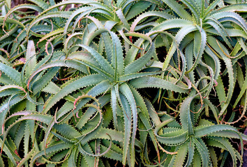 Aloe vera plant on the Canary Islands - Lanzarote - Spain
