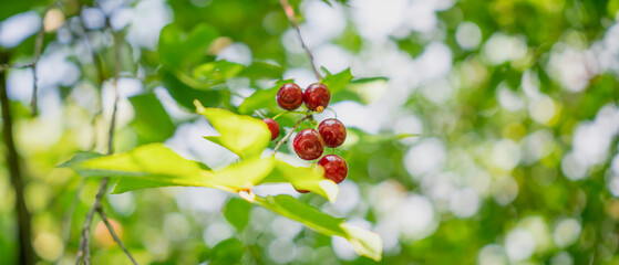 red wild cherry on branches view from below