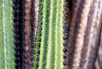 Close up of Lanzarote cactus