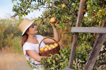 Close-up picture of a farmer collecting pears from the tree