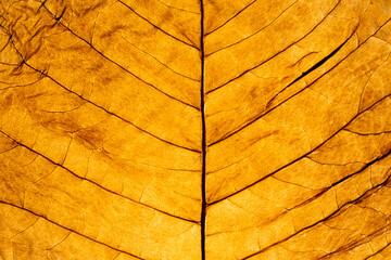 Macro shot of a leaf turning yellow in autumn