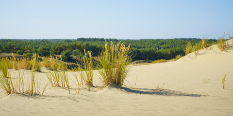 sand dunes with vegetation on a sunny autumn day © Dmitriy Popov