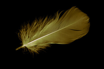 gold feather goose on a black isolated background