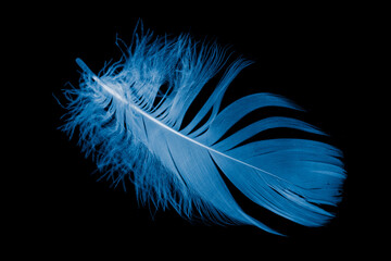 blue goose feather on black background