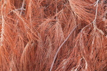 Dry reddish needles of Mediterranean pine on branches, pastel background. Brown dying pine needles close up.