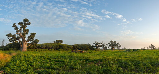 West Africa. Senegal. A picturesque panorama with lonely huge baobabs on a peanut field in the rays of the setting sun.