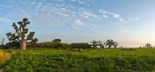 Rolgordijnen West Africa. Senegal. A picturesque panorama with lonely huge baobabs on a peanut field in the rays of the setting sun. © Александр Катаржин