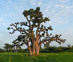 Fototapeta premium West Africa. Senegal. A picturesque panorama with lonely huge baobabs on a peanut field in the rays of the setting sun.