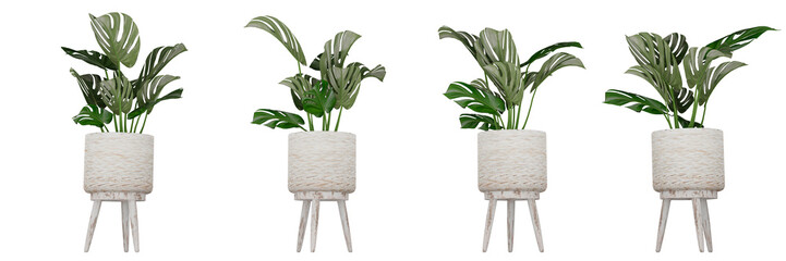 monstera plan in a pot. © Juan