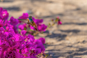 hummingbird and flower