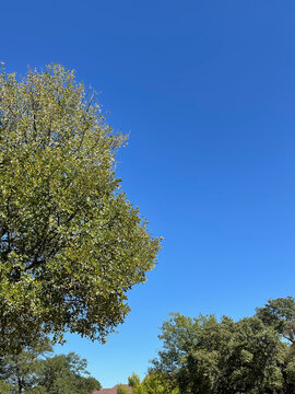 tree and the sky