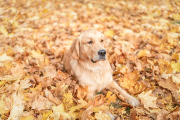 Portrait of a beautiful purebred golden retriever in the park on fallen leaves.