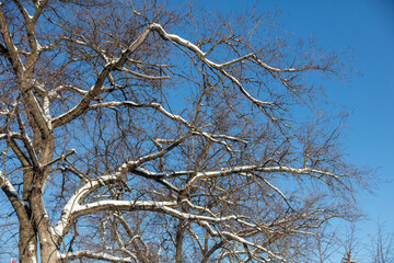 Tree branches in the snow against the blue sky.