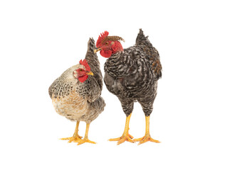 rooster and chicken isolated on white background