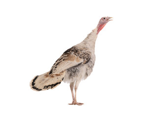 screaming female turkey isolated on white background