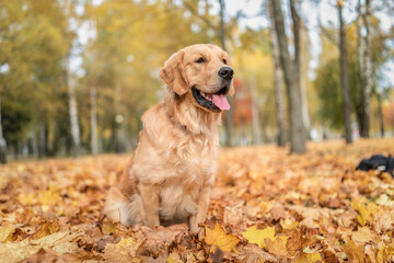 Portrait of a beautiful purebred golden retriever in the park on fallen leaves.