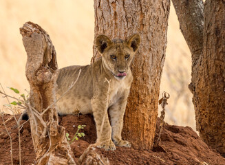 lion cub 