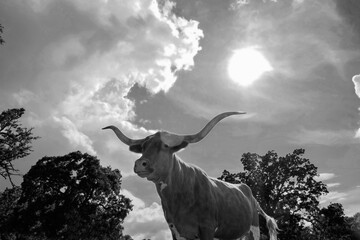Texas longhorn cow with sun in sky as beautiful background view on farm in black and white. 