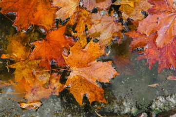 Large red, yellow maple leaves lie in the water after rain in autumn. Photography, background, top view.