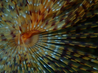 Marine polychaete Mediterranean fanworm or feather duster worm, European fan worm (Sabella spallanzanii) extreme close-up undersea, Aegean Sea, Greece, Halkidiki