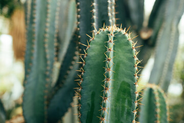 cactus garden desert in springtime, nature background dark green foliage 