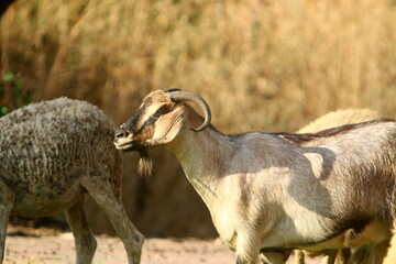 A herd of goats and rams is grazing in a forest clearing.
