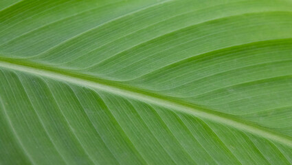 Macro of light green leaf nature background, copy space, pattern, wallpaper. Background for invitation card, calendar, postcard, gift paper. Banner, cover, mockup, for your design horizontal