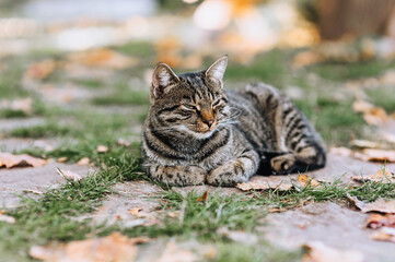 Naklejka na ściany i meble A beautiful, gray, striped cat lies in autumn in a park on green grass. Photo of an animal.