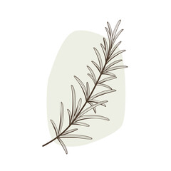 Branch of rosemary. Flat contour vector illustration.