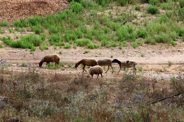 A herd of goats and rams is grazing in a forest clearing.