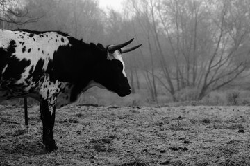 Spotted Corriente cow in foggy Texas weather during winter on farm, copy space on background.