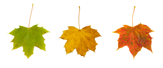 Feuille morte d'érable en automne	