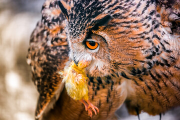 A wild owl caught a chicken, prey on the hunt. The look of an owl, the observation of a night hunter, the wisdom of a predator.