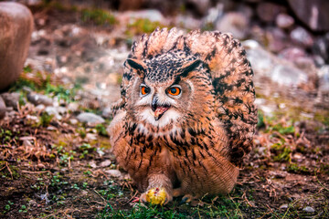 A wild owl caught a chicken, prey on the hunt. The look of an owl, the observation of a night hunter, the wisdom of a predator.