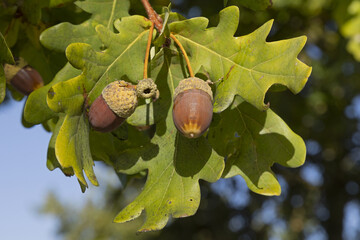Obraz premium Feuilles de chêne et glands en automne