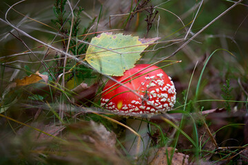 Czerwony muchomor w białe kropki otulony trawą i przykryty listkiem.