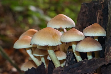 A clump of Sulphur Tuft Fungi on a rotting stump