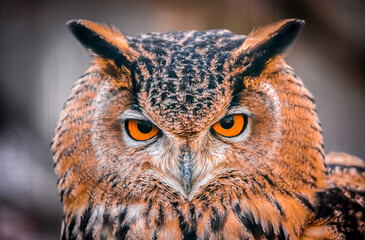 A wild owl sits in the forest. The look of an owl, the observation of a night hunter, the wisdom of a predator.