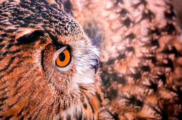 Naklejka premium A wild owl sits in the forest. The look of an owl, the observation of a night hunter, the wisdom of a predator.