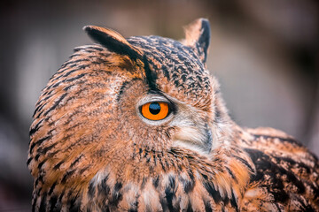 A wild owl sits in the forest. The look of an owl, the observation of a night hunter, the wisdom of a predator.