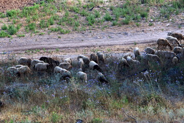 A herd of goats and rams is grazing in a forest clearing.