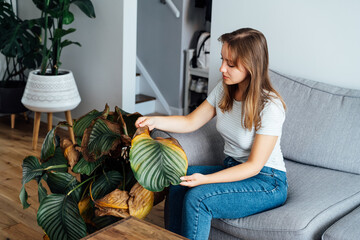 Young upset, sad woman examining dried dead foliage of her home plant Calathea. Houseplants...