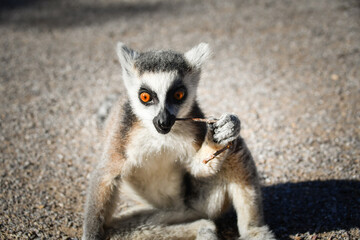 Lemur Kata is eating some grass whitch he found on the floor.