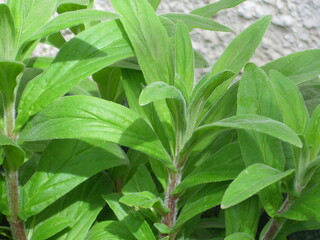 Medicinal Fireweed plants in garden