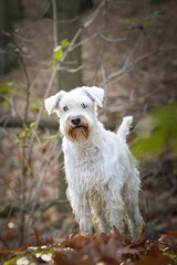 Schnauzer is standing in the forest. It is autumn portret.