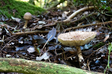 Wild Crowded Russula mushrooms growing in a london woods
