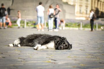 Border collie is laying in city center. She is in center of Prague. She is so patient model.