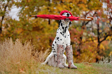Dalmatian dog in rubber boots and hat with umbrella in mouth