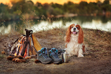 King charles spaniel at the camping at the river coast